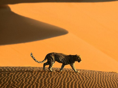 Lặng ngắm vẻ đẹp của sa mạc namib